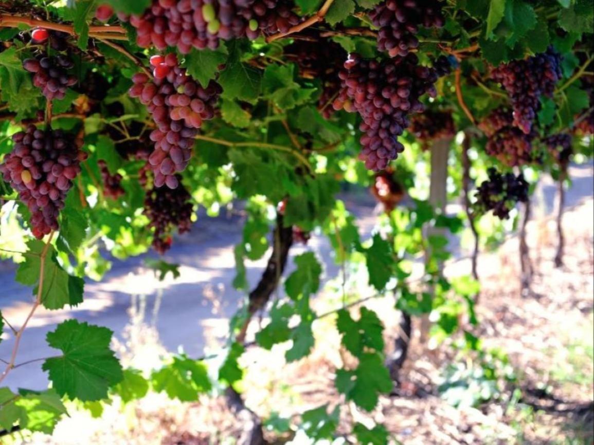 Mymering Wine & Guest Estate Ladismith Ngoại thất bức ảnh